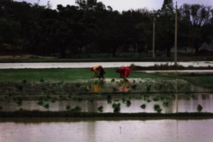 Group of women engaged in farming and cooperative business