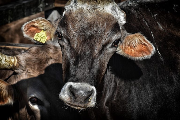 Women Entrepreneur Builds Early Pregnancy Detection for Dairy Livestock