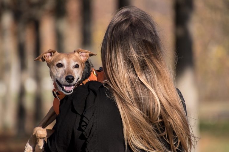 Dog, pet, pet owner, and animal