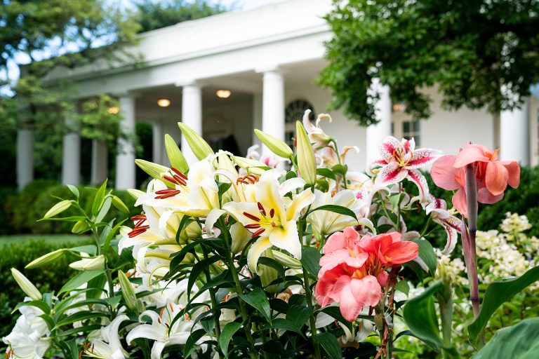 Flowers beside the White House Rose Garden colonnade