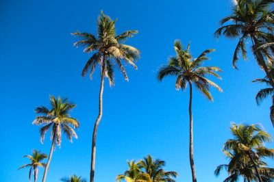 pexels-johannes-belz-6088368