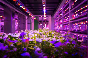 Indoor vertical farm growing leafy greens under LED lighting