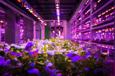 Indoor vertical farm growing leafy greens under LED lighting